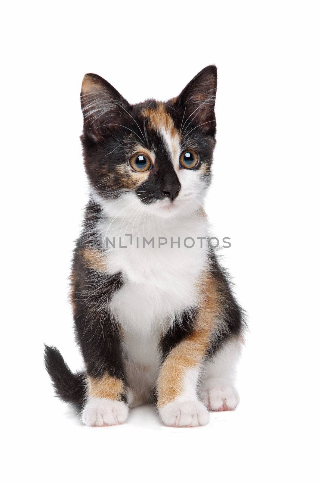 Little kitten in front of a white background