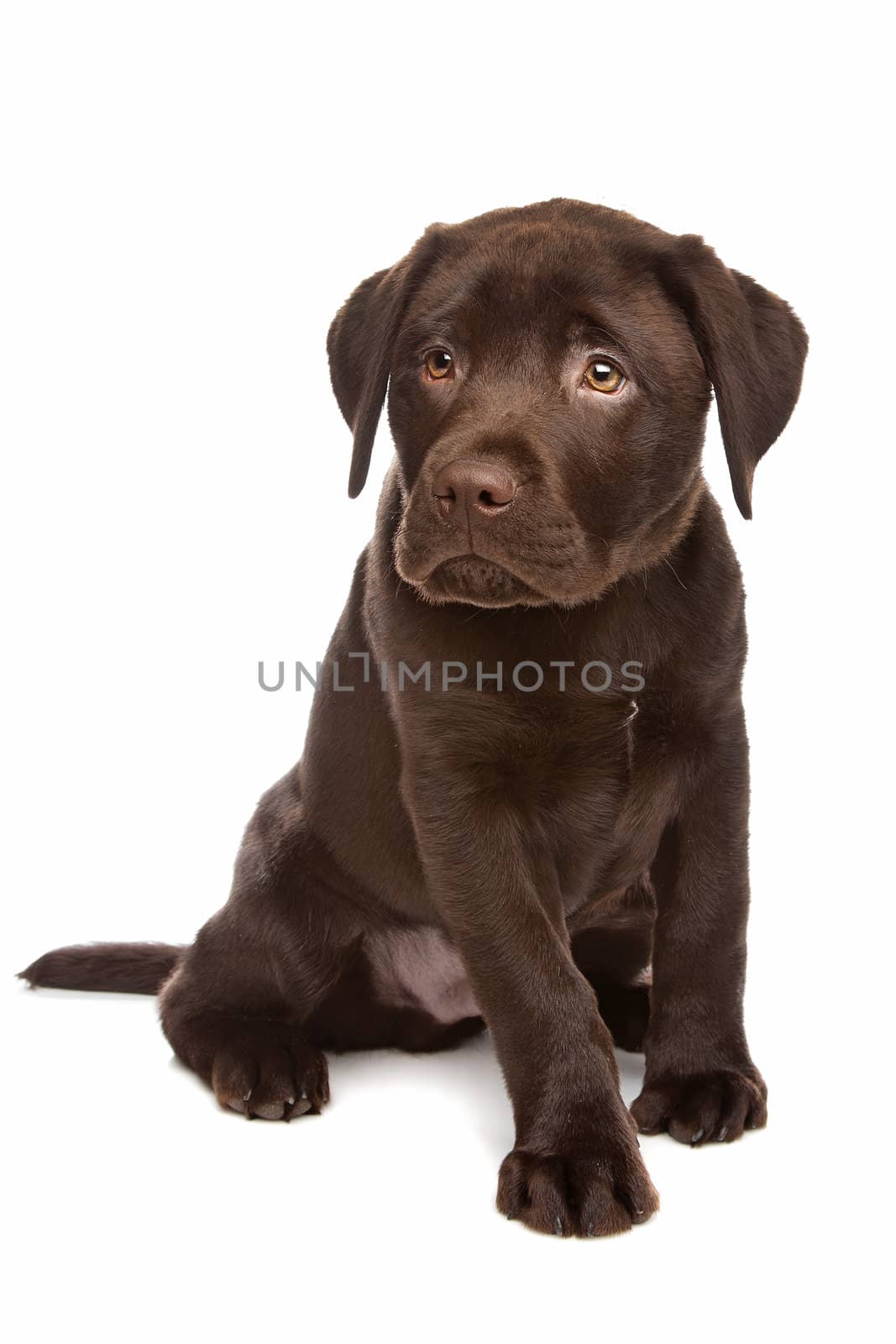 Chocolate Labrador puppy in front of a white background