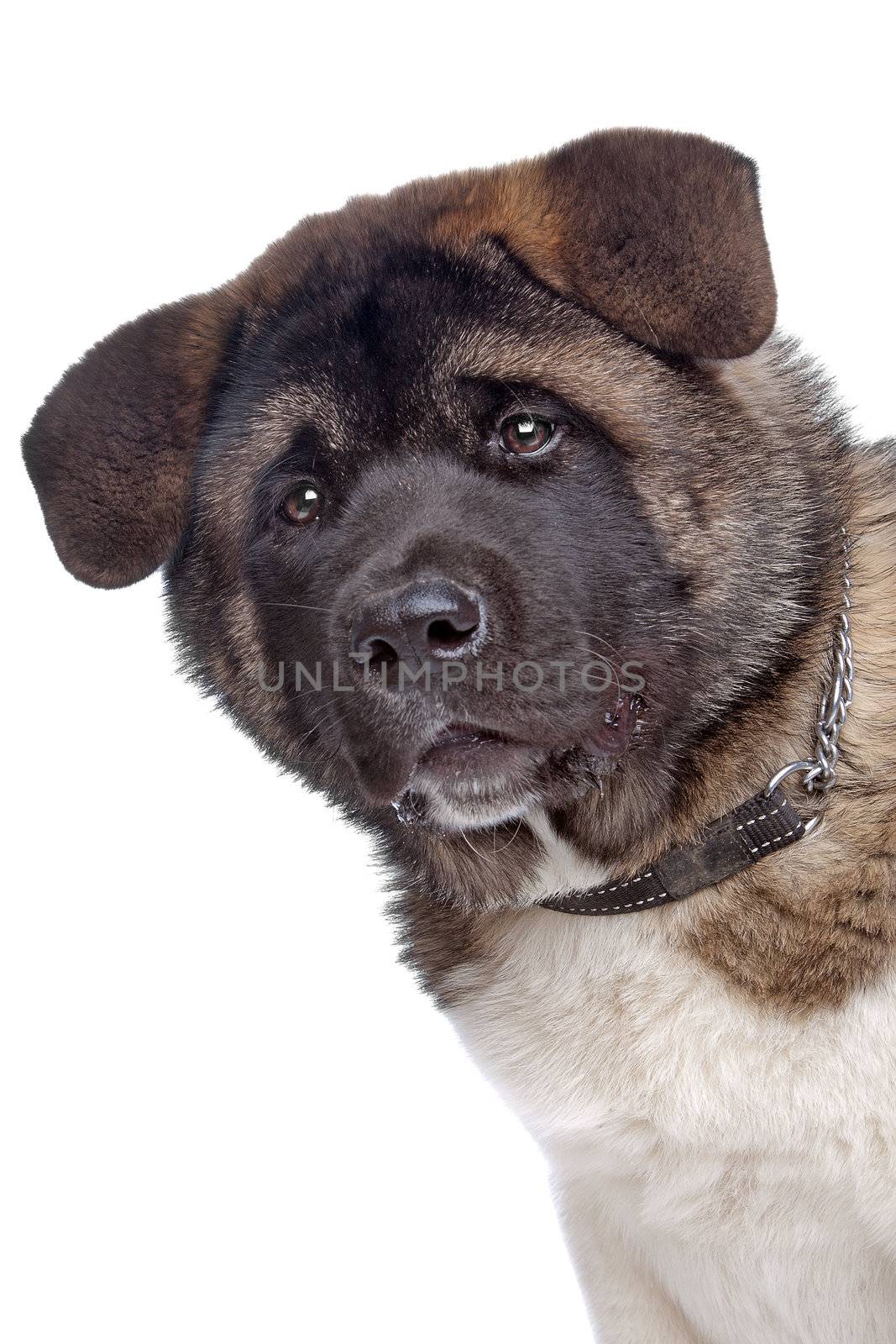 American Akita puppy dog in front of a white background