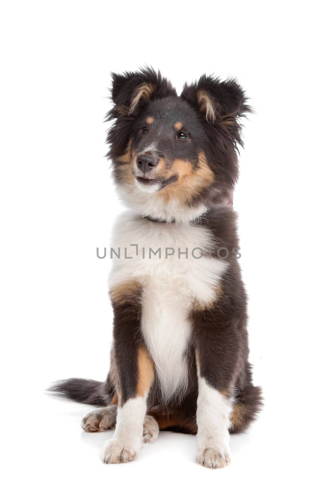 shetland sheepdog in front of a white background