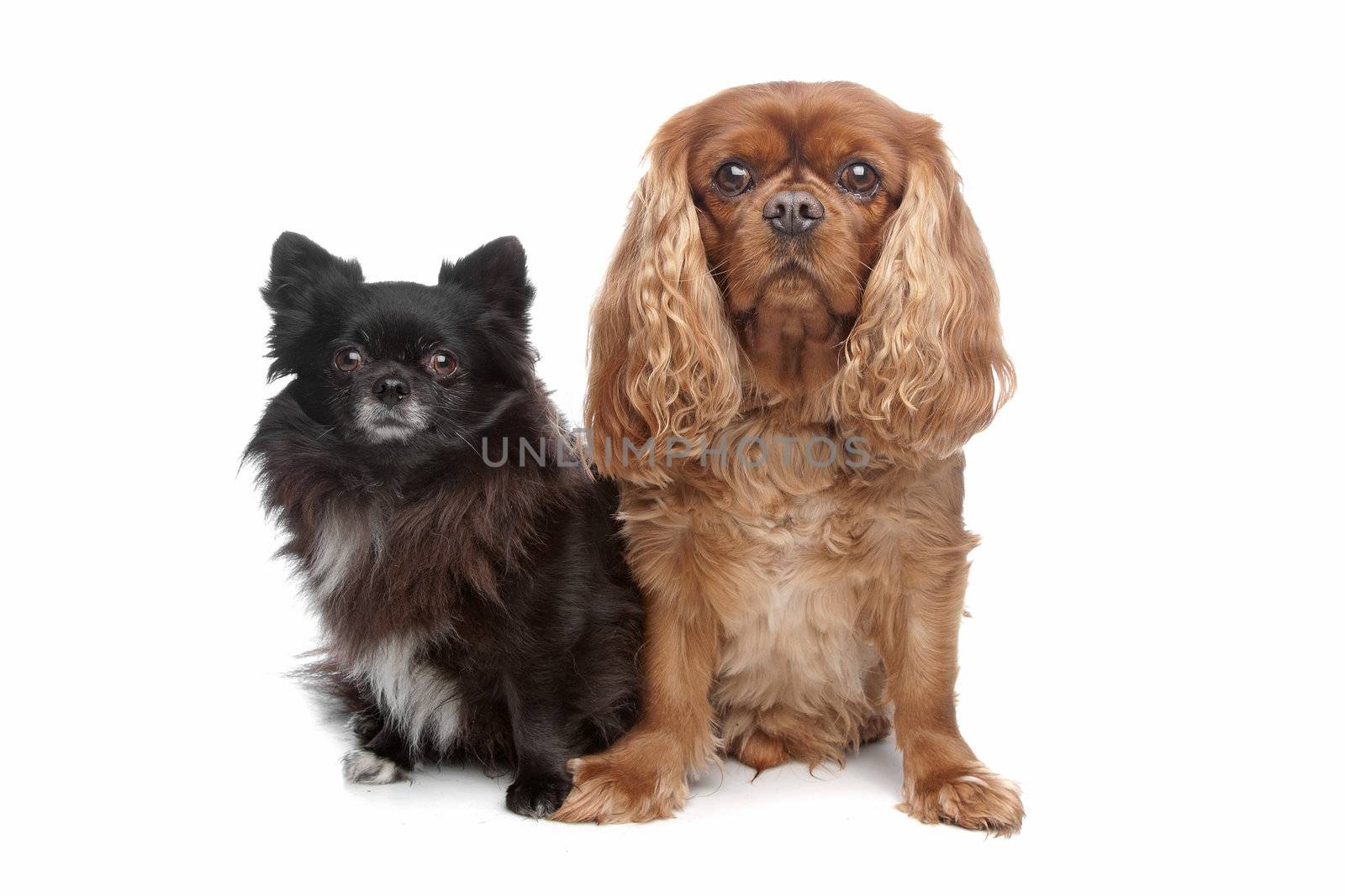 Cavalier King Charles Spaniel and a black chihuahua in front of a white background