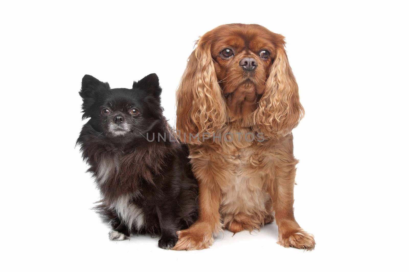 Cavalier King Charles Spaniel and a black chihuahua in front of a white background