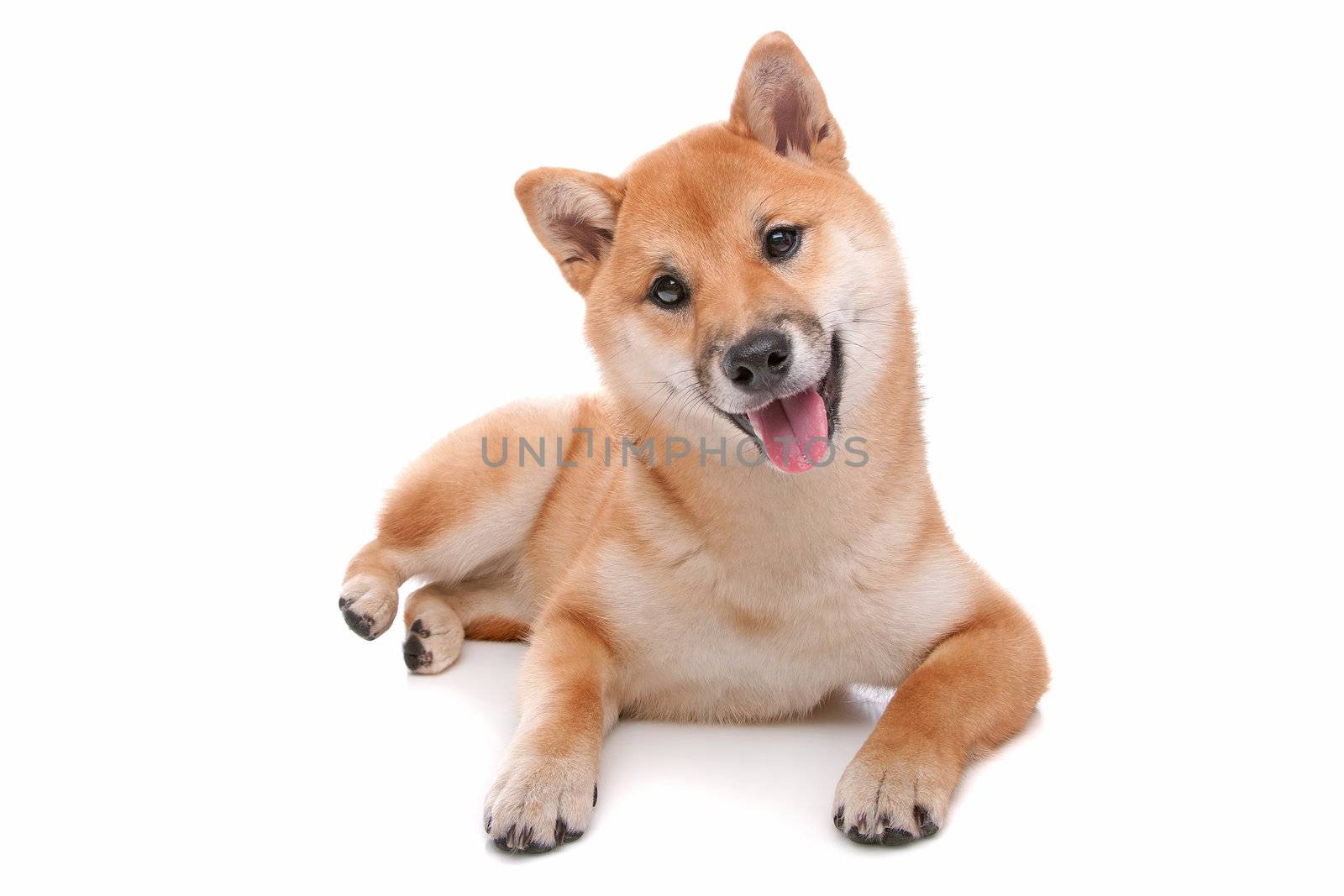 Japanese Shiba Inu dog