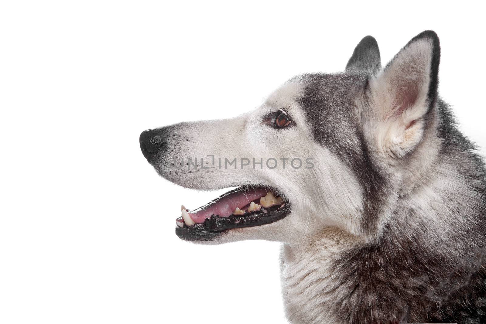 Siberian Husky in front of a white background