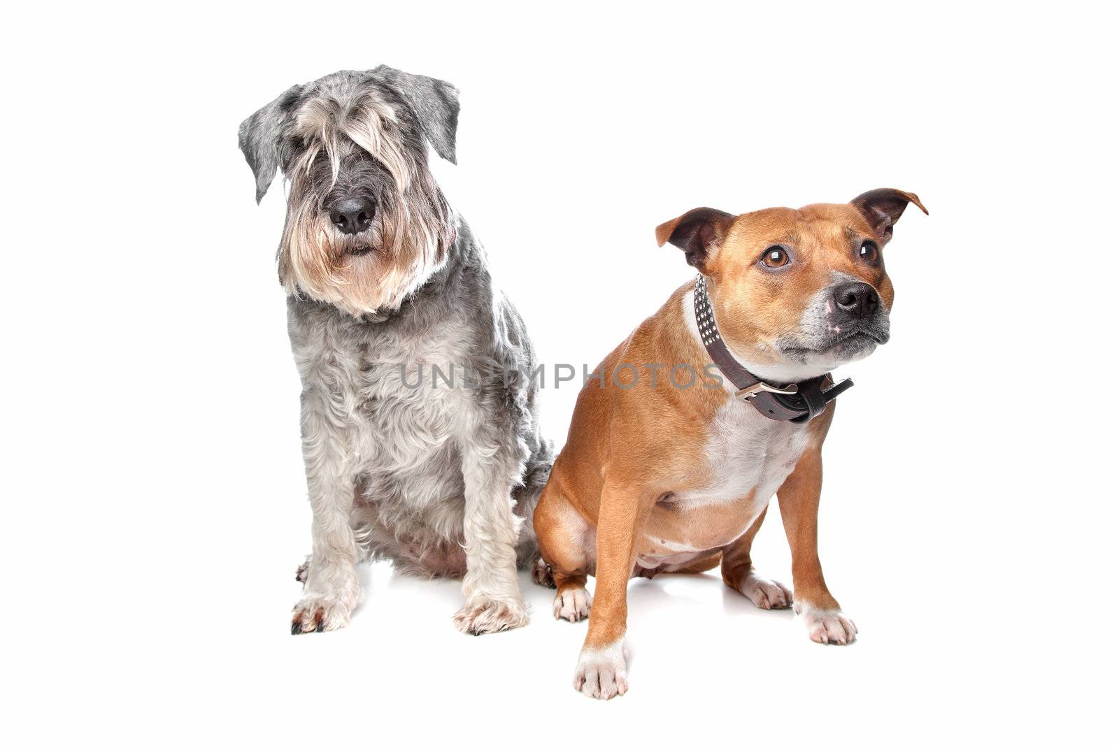 Stafford and a Schnauzer dog in front of a white background