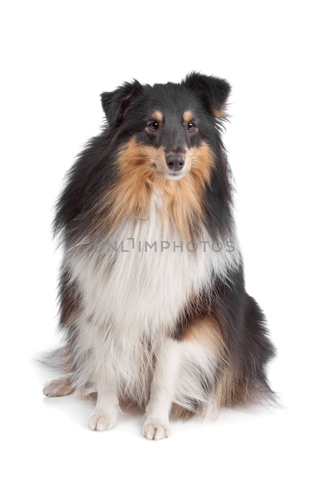 shetland sheepdog in front of a white background