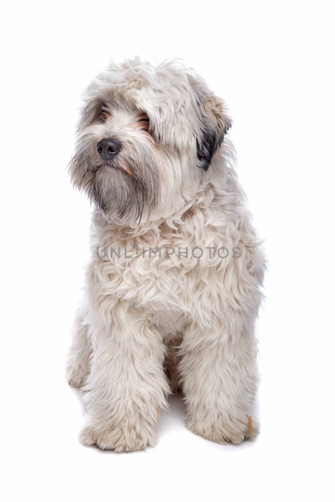 Leeuwhondje (lion-dog)in front of a white background