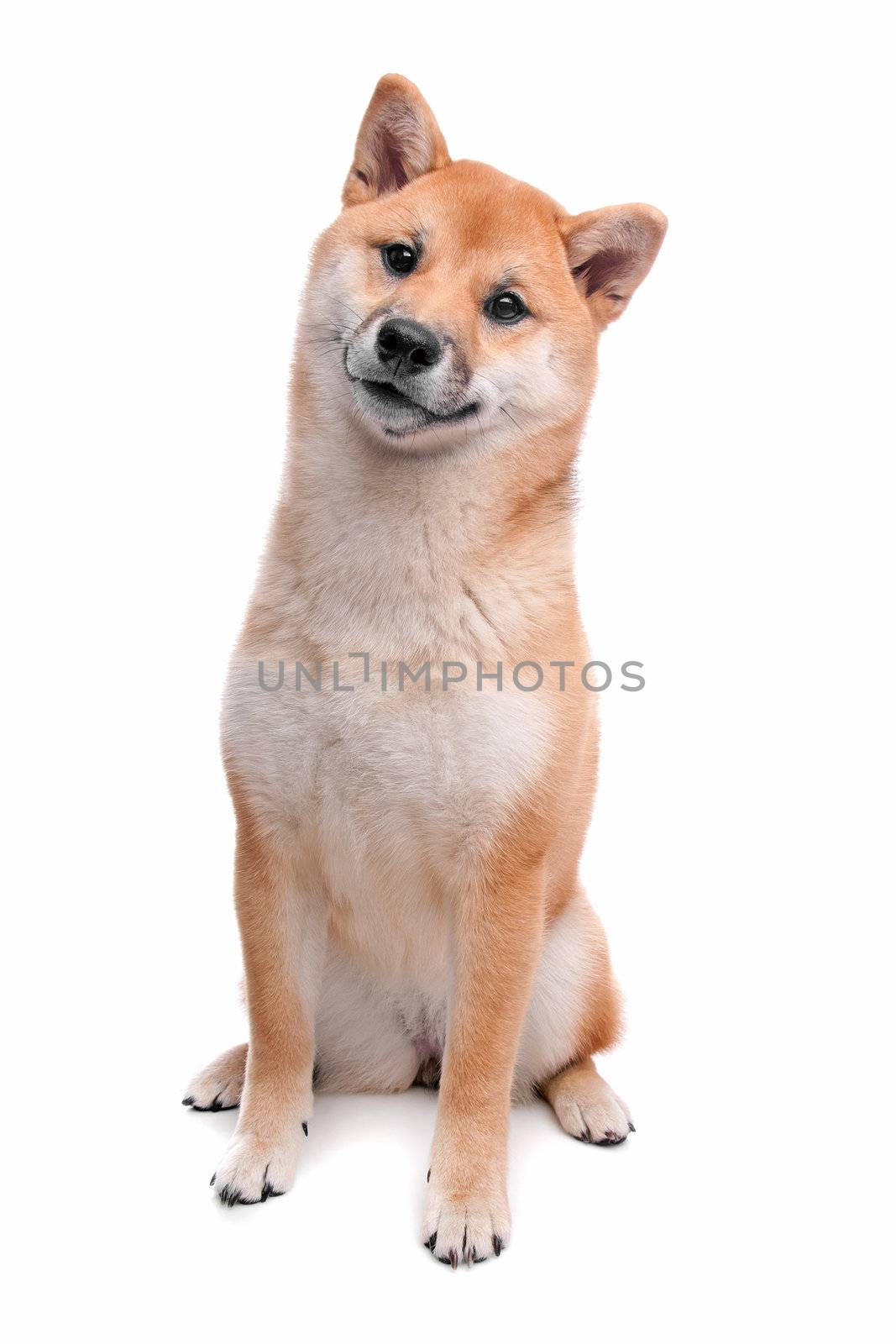 Shiba Inu dog in front of a white background by eriklam