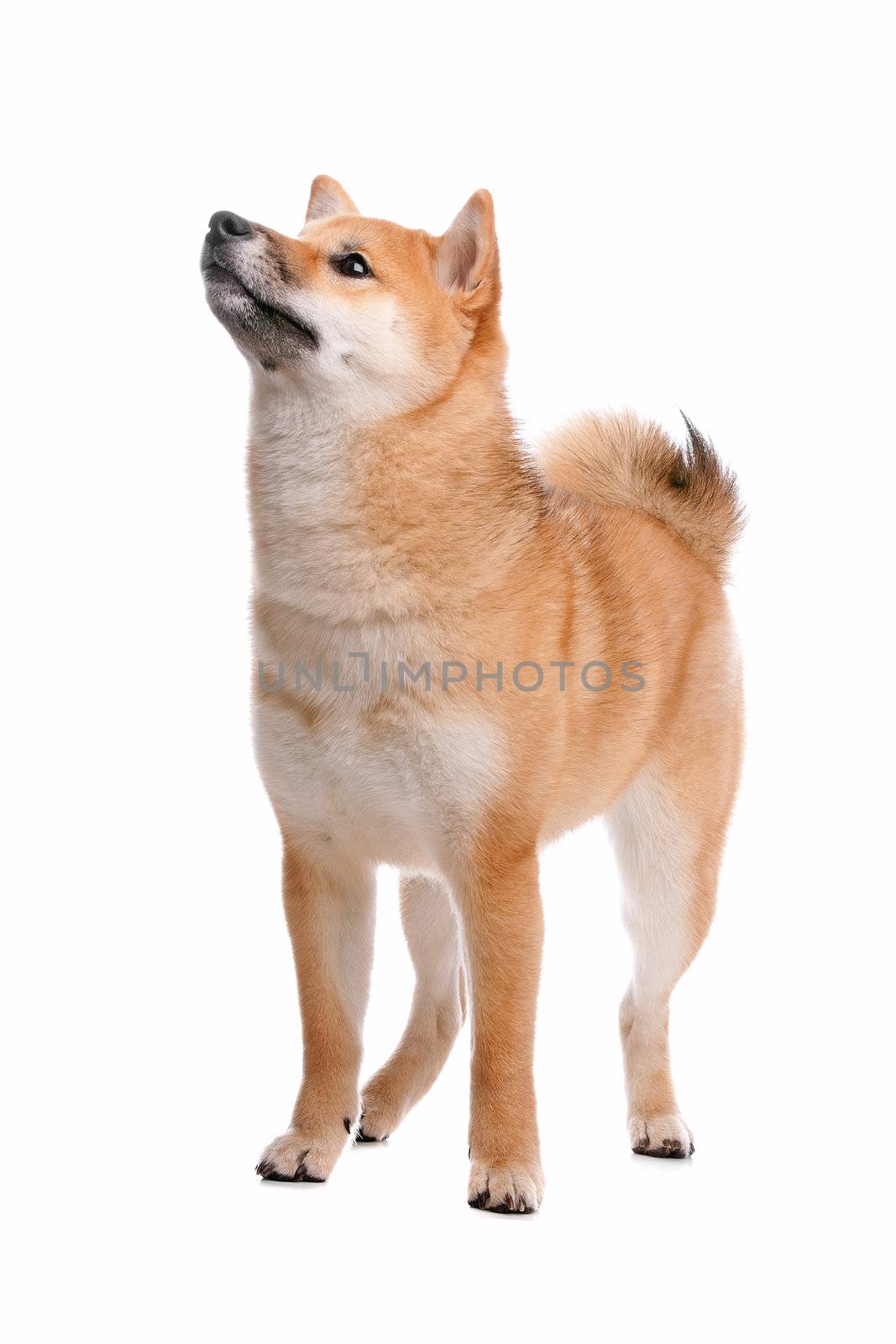 Shiba Inu dog in front of a white background by eriklam