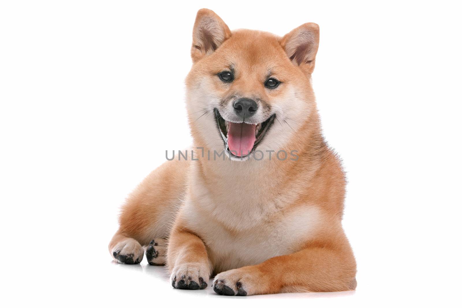 Japanese Shiba Inu dog