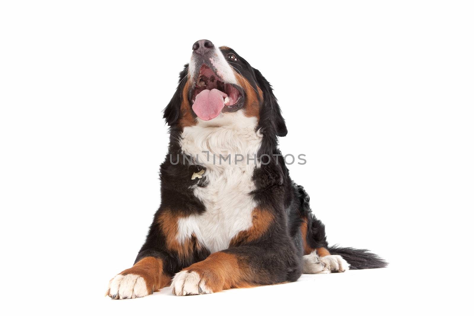 Bernese Mountain Dog in front of a white background