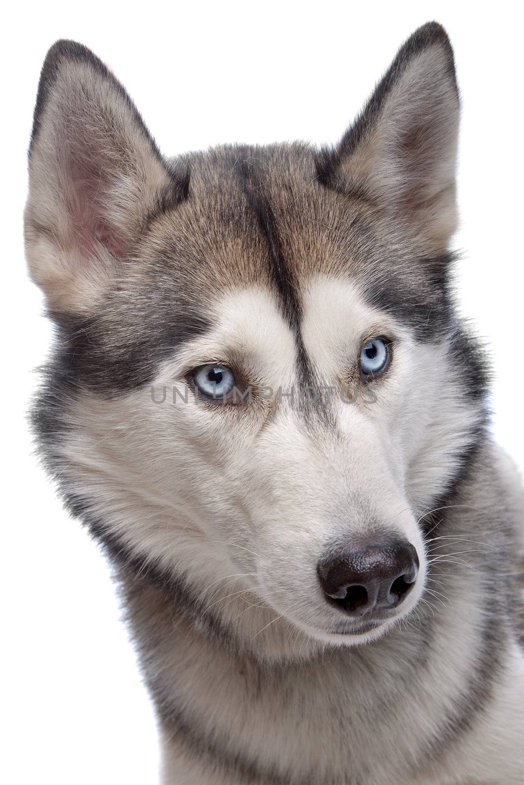 Siberian Husky in front of a white background