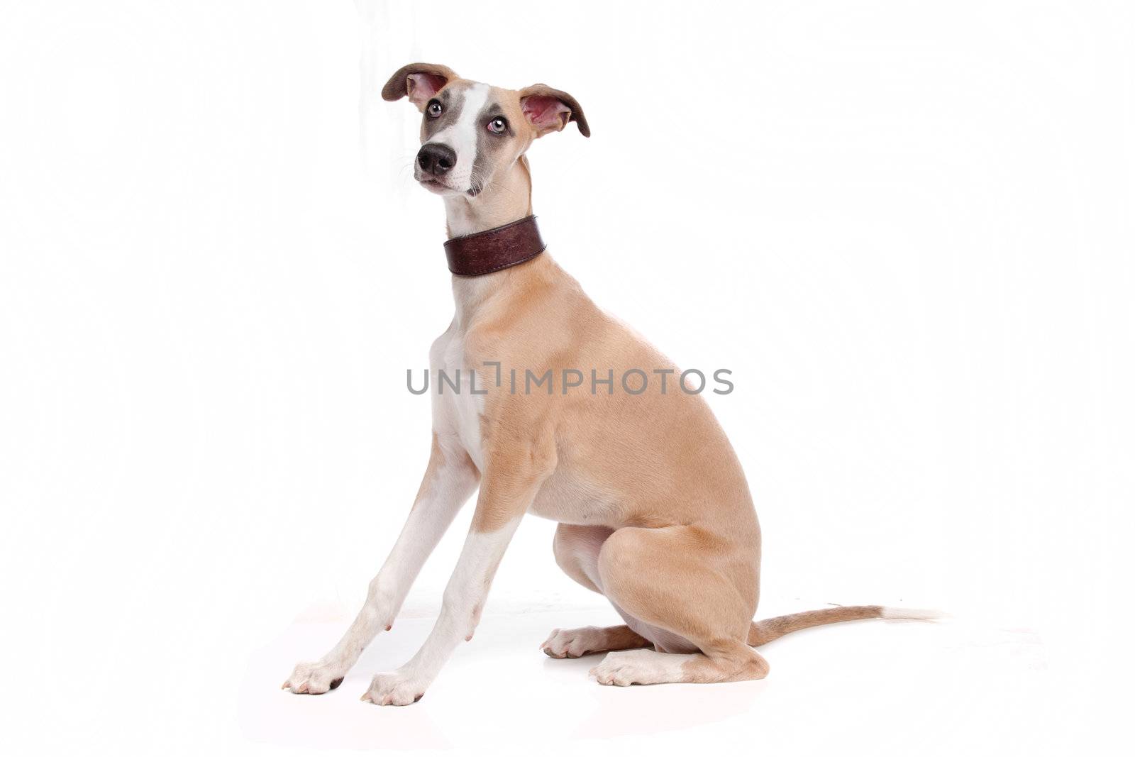 Whippet puppy dog in front of a white background