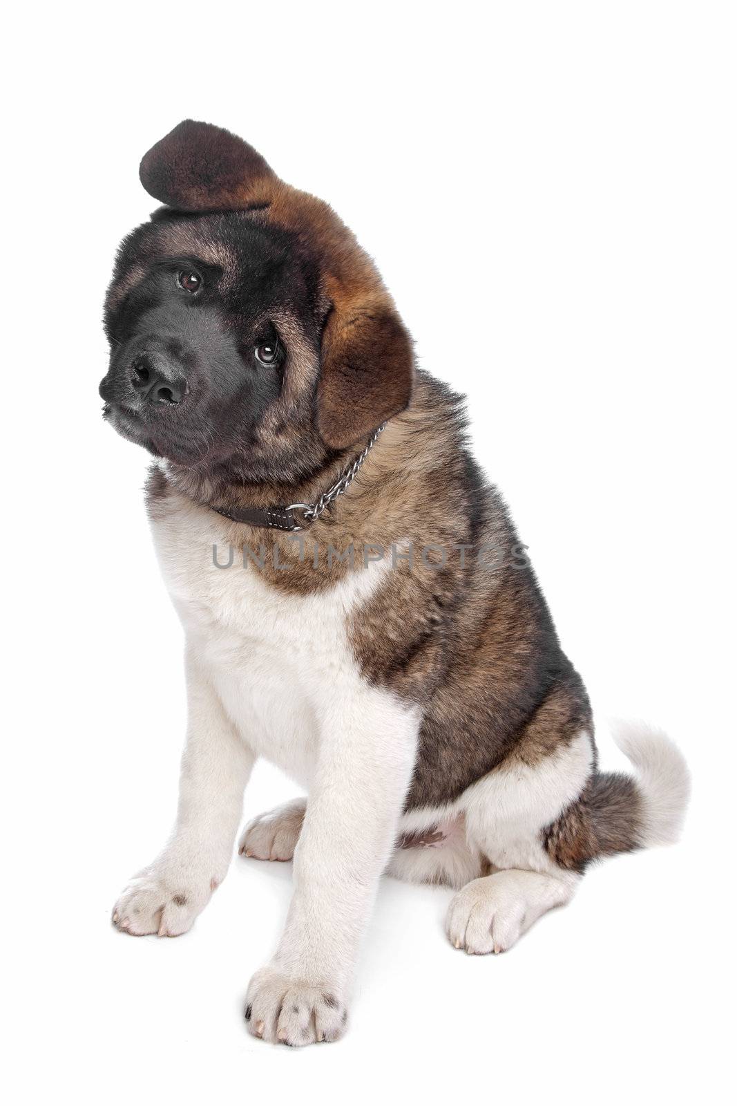 American Akita puppy dog in front of a white background