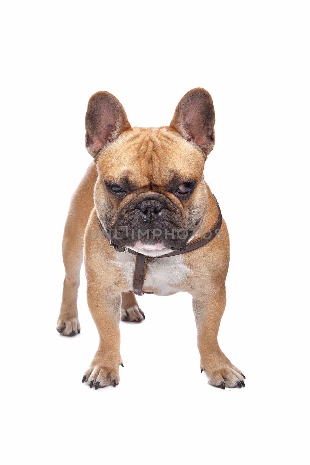 French Bulldog in front of a white background