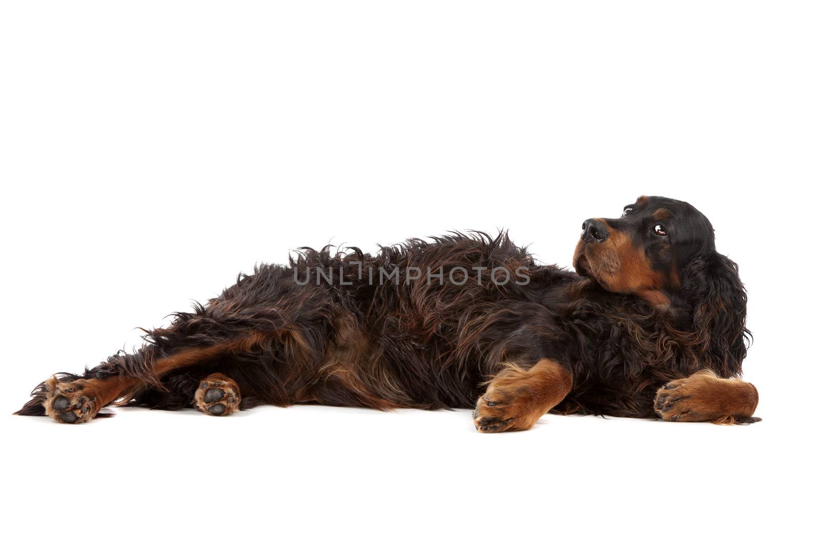 Irish setter dog lying on the ground, on a white background