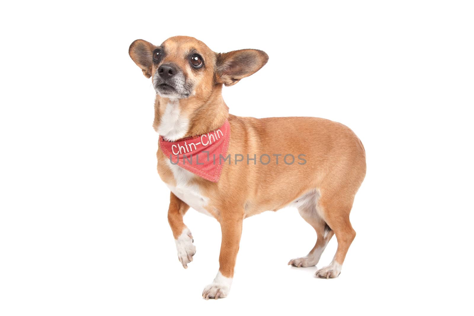 mixed breed dog in front of a white background