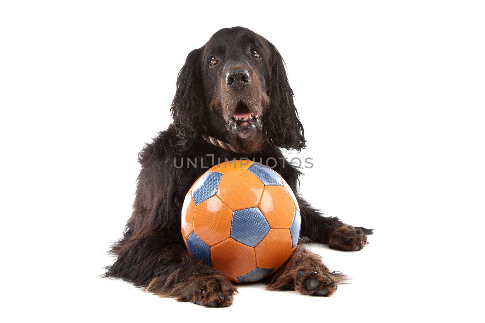 Front view of Irish Setter dog with a ball, lying down, on a white background