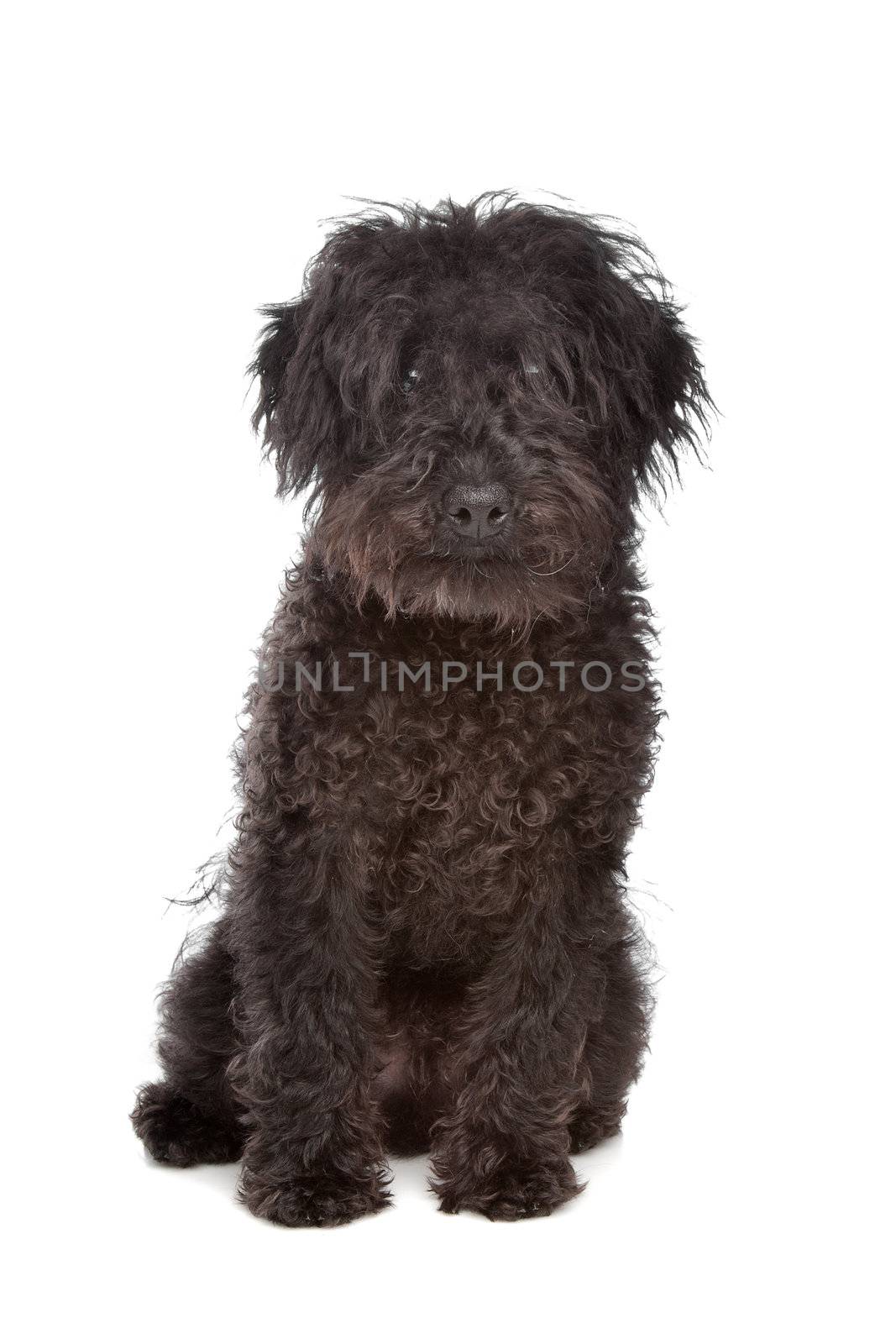 Labradoodle in front of a white background
