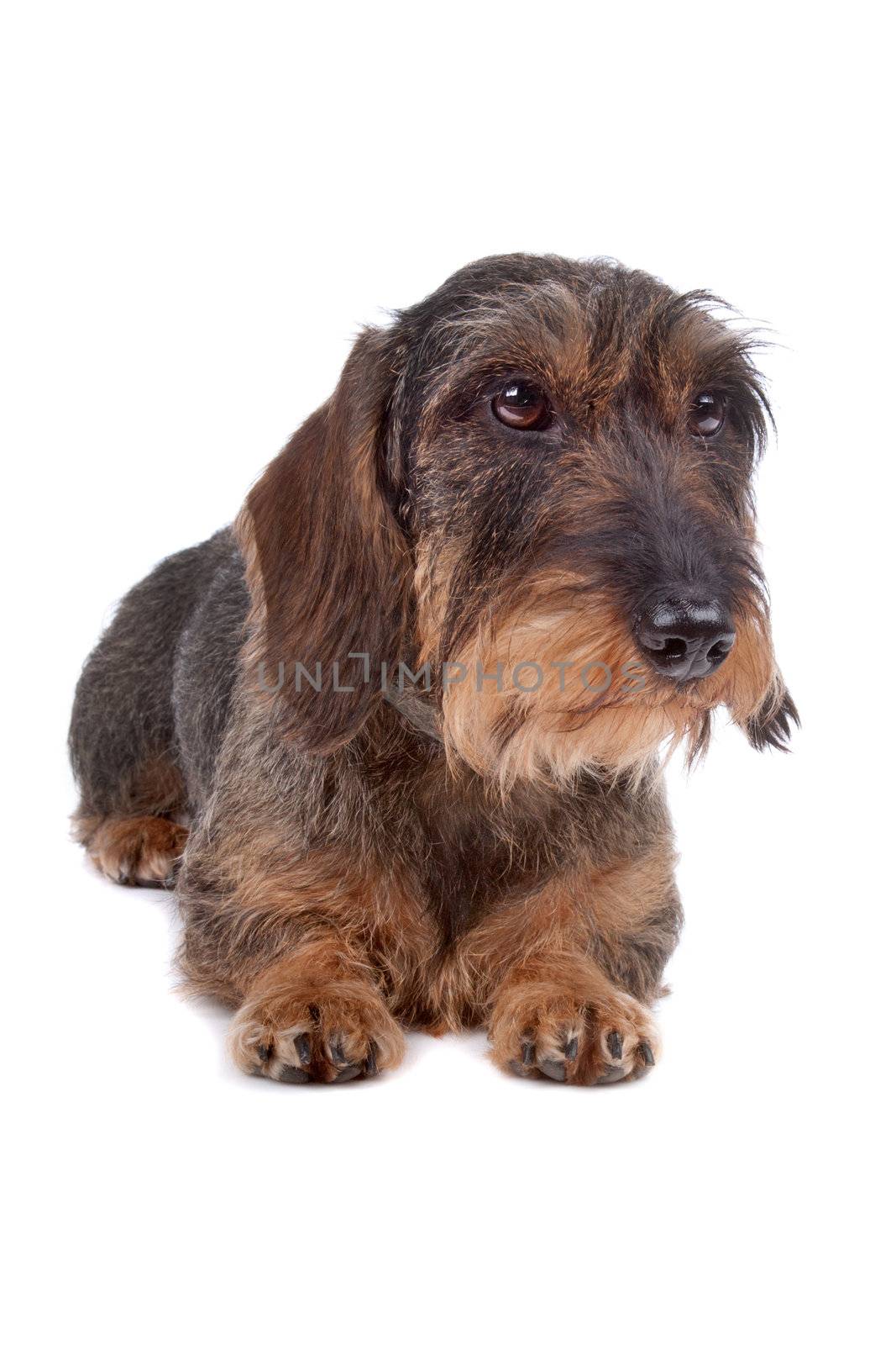 Wire haired Dachshund dog lying on front, isolated on a white background