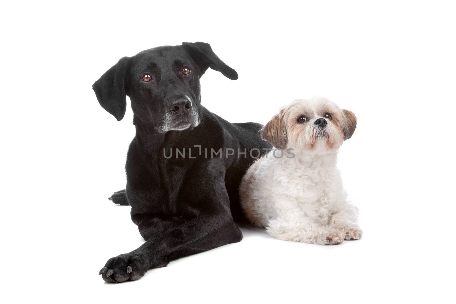 Two mixed breed dogs isolated on a white background