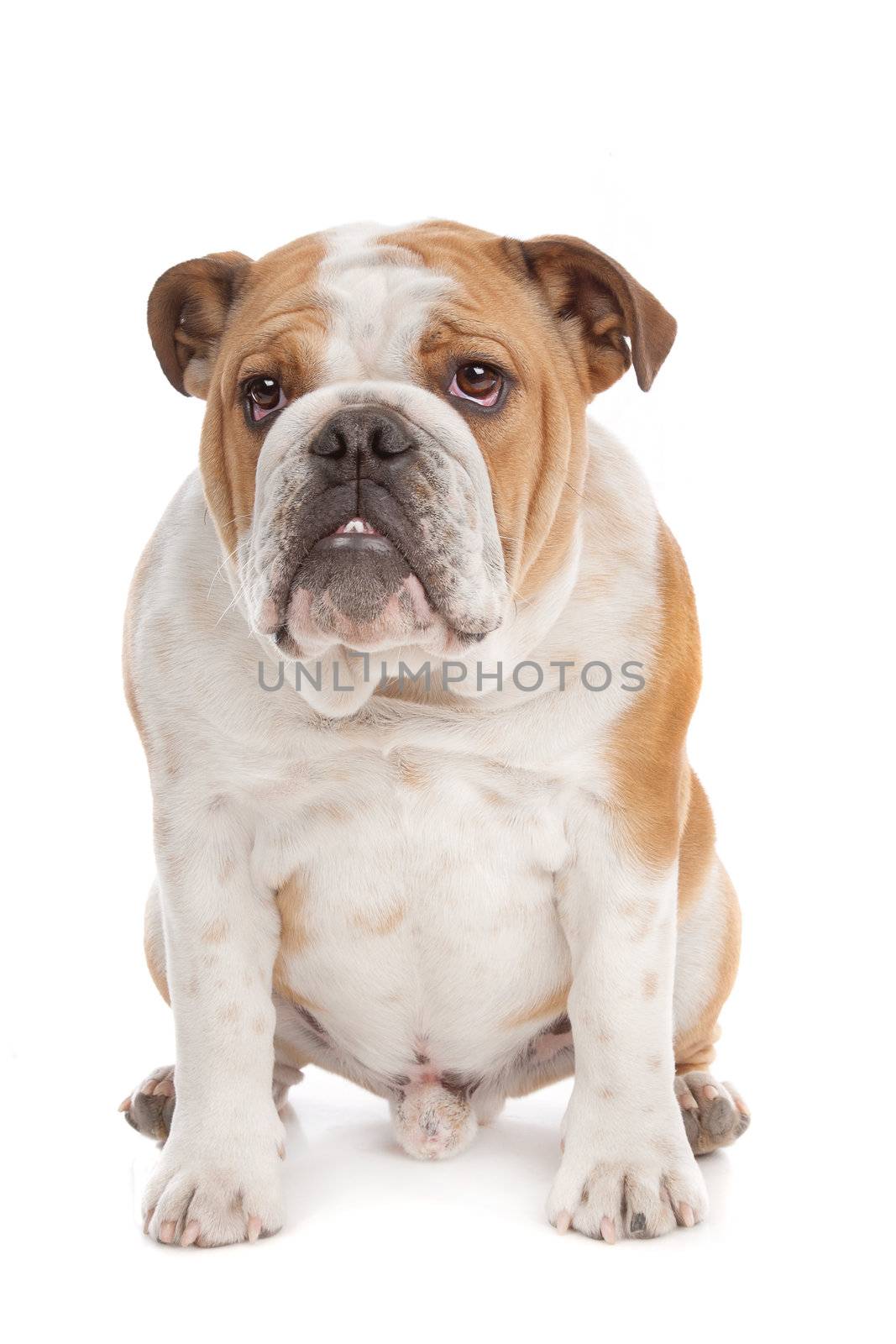 English Bulldog in Front of a white background