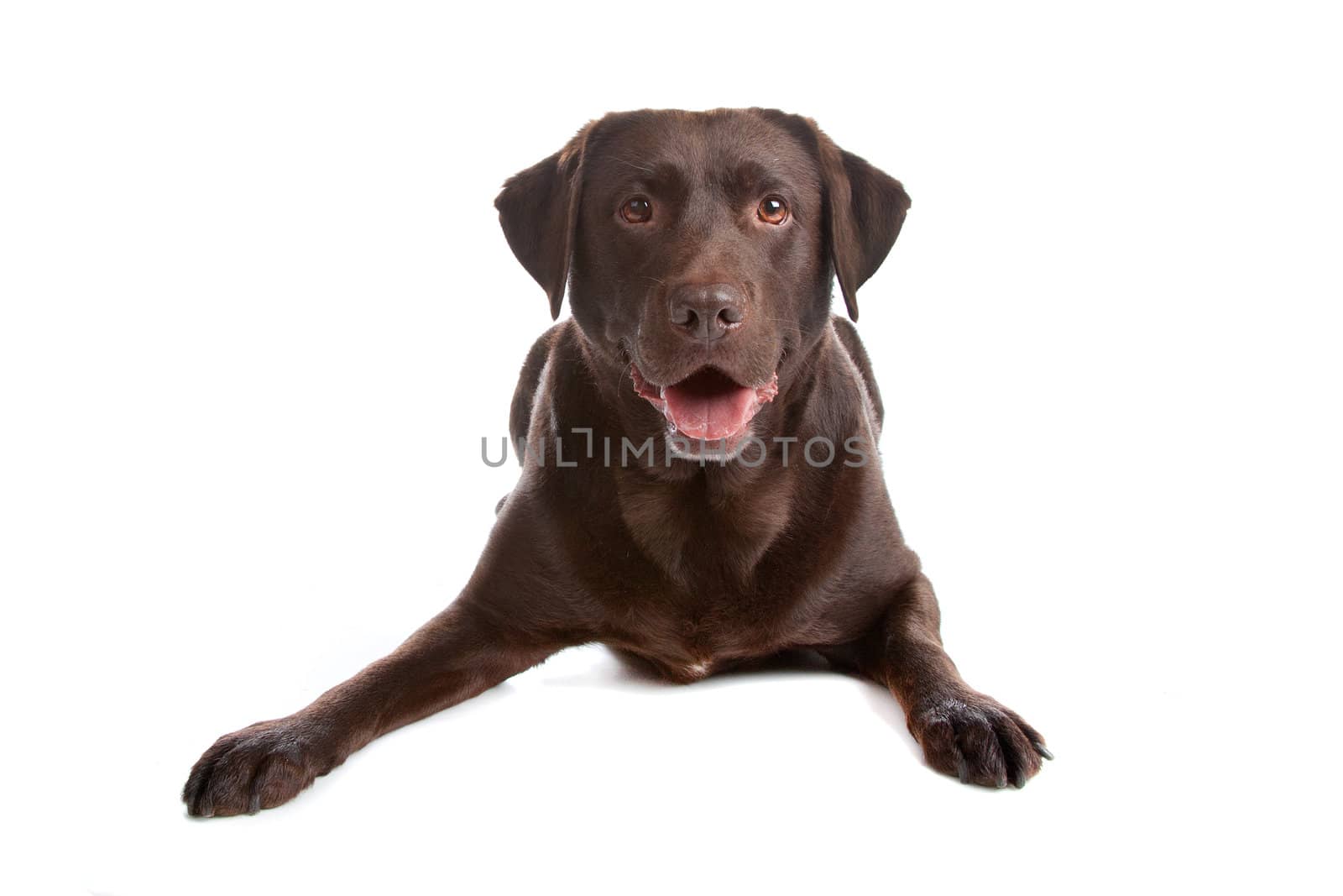 Chocolate Labrador Retriever dog lying down, isolated on a white background
