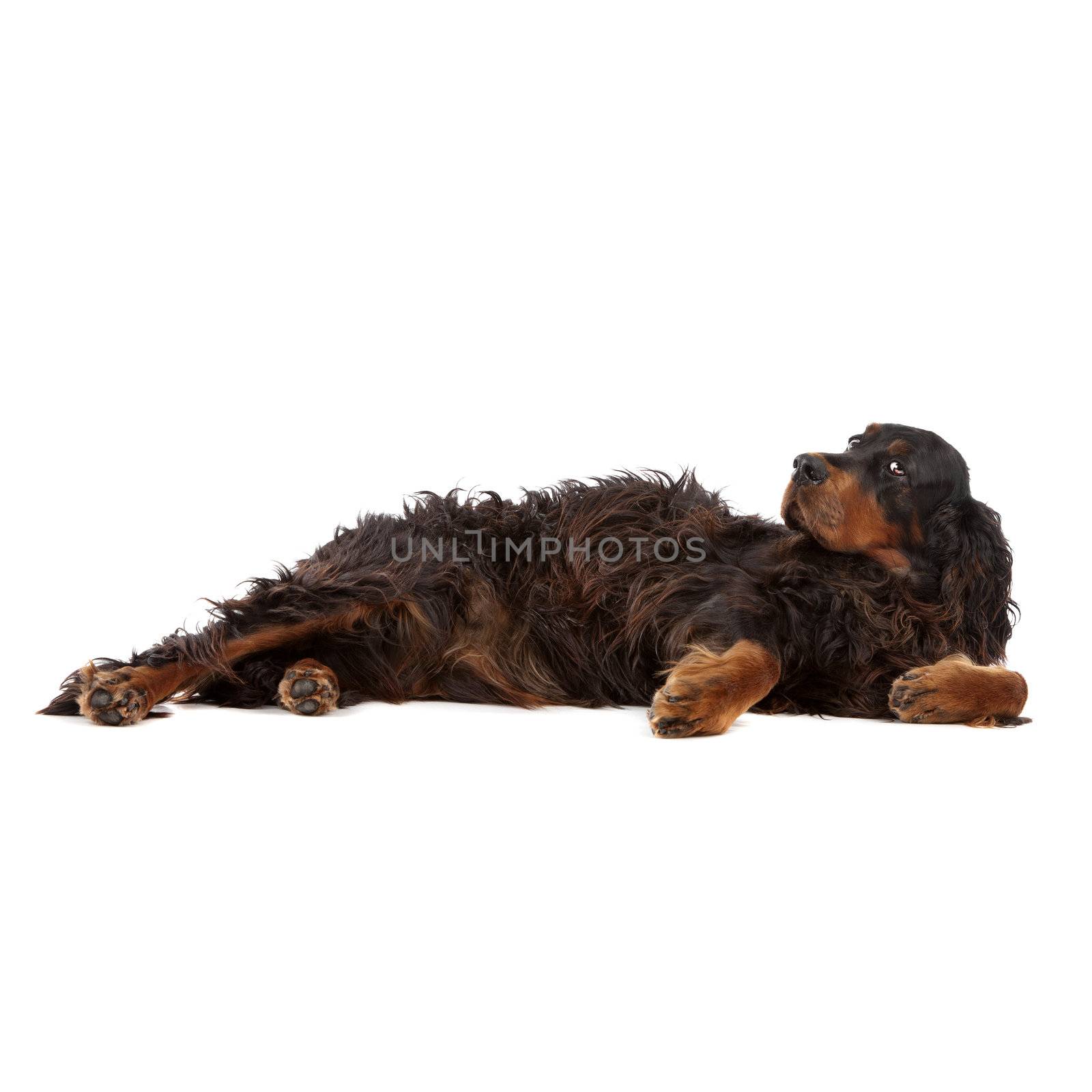 Irish setter dog lying by eriklam