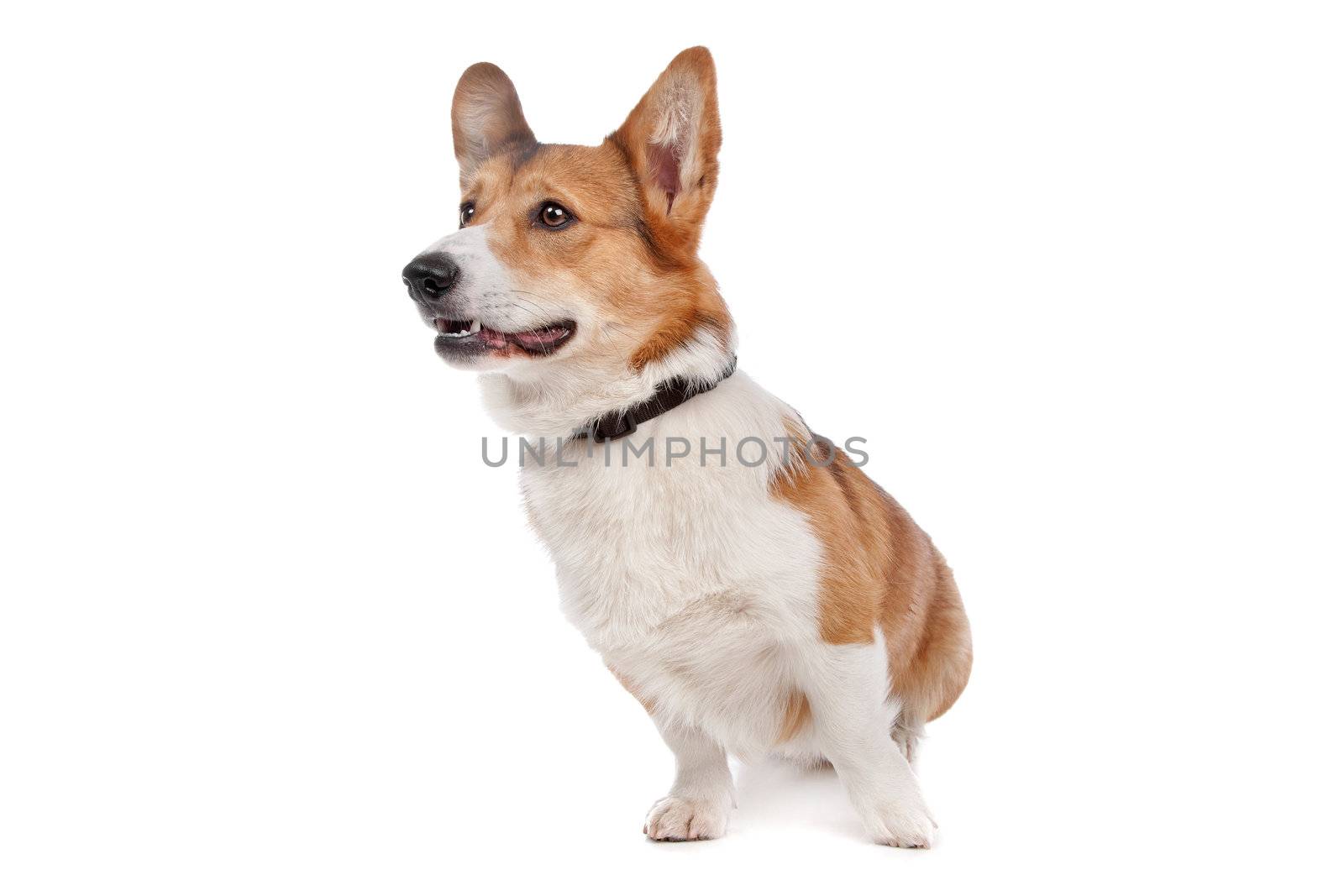 Pembroke Welsh Corgi in front of a white background