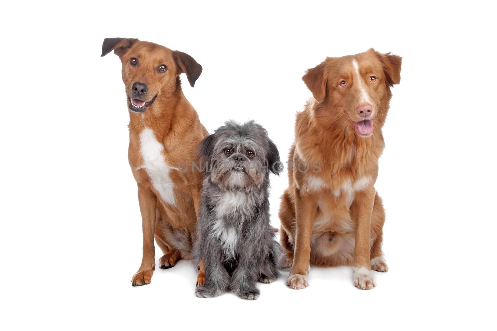 Two mixed breed dogs and a Nova Scotia Duck Tolling Retriever isolated on a white background