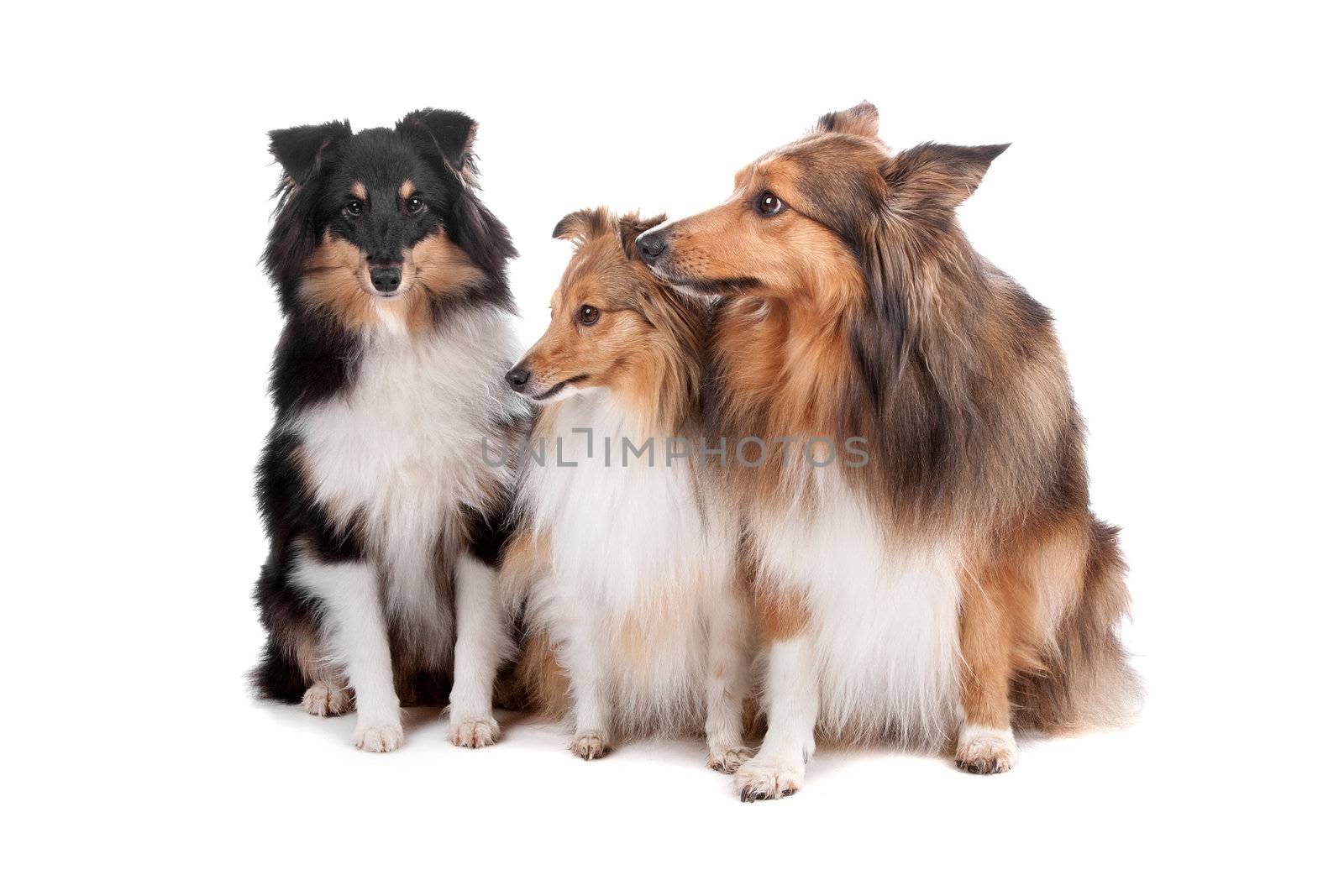 Group of three Shetland sheepdogs (shelty) sitting, isolated on a white background