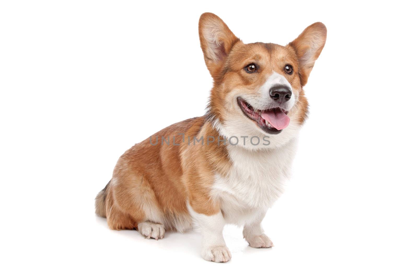 Pembroke Welsh Corgi in front of a white background