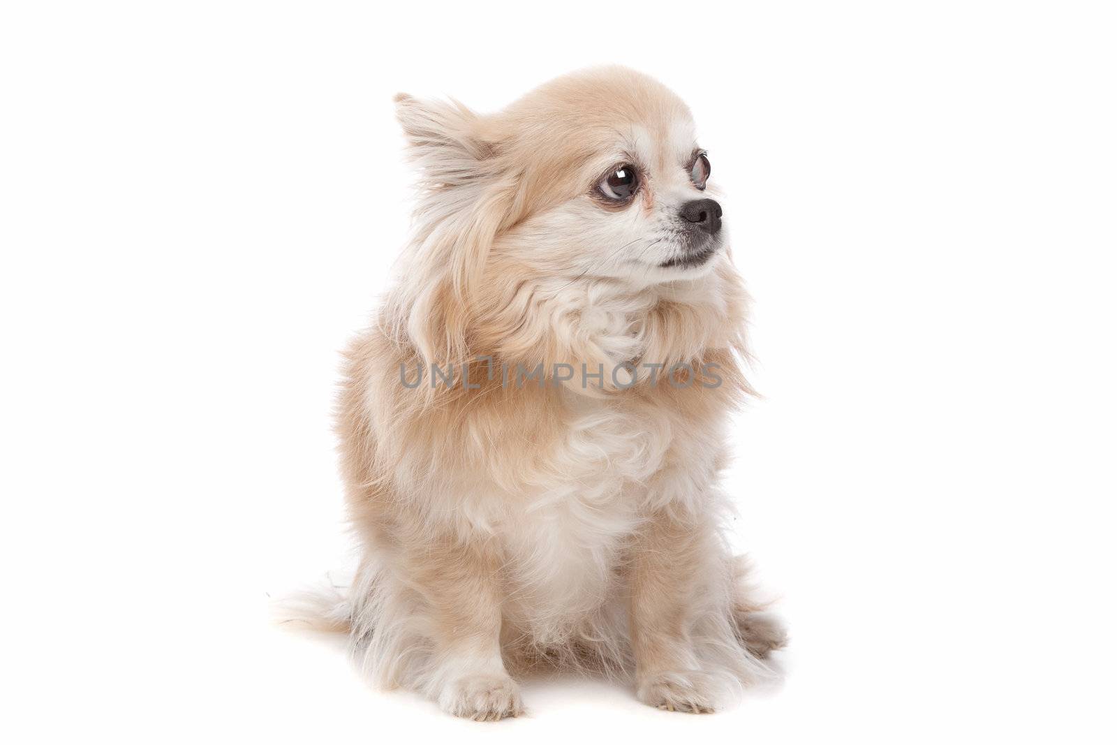 Long haired chihuahua dog in front of a white background