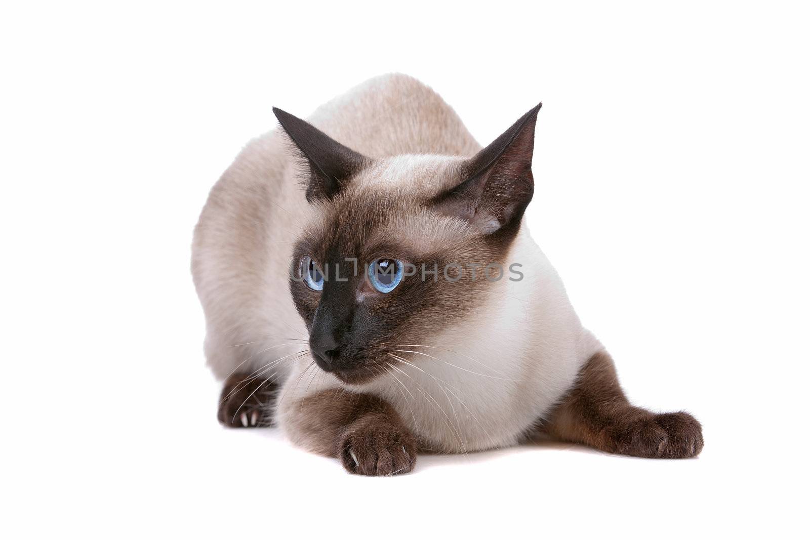 Front view of cute Siamese cat looking sideways, on a white background