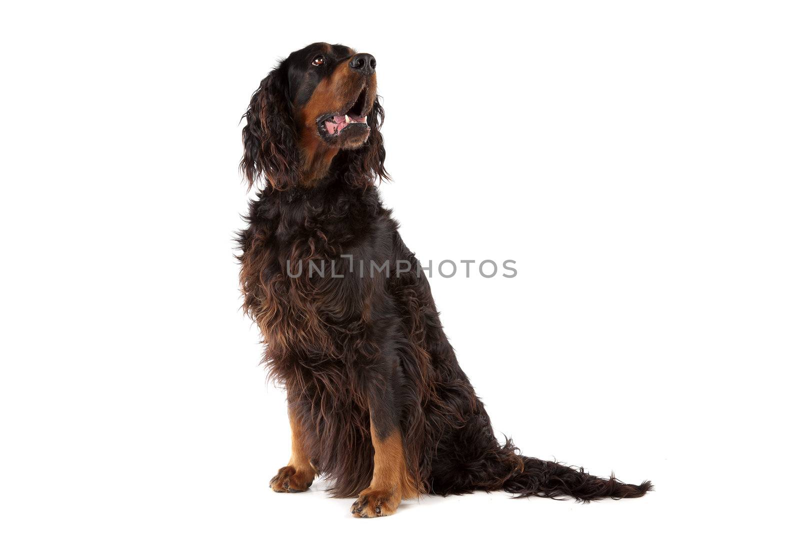 Irish Setter dog sitting with the mouth open, on a white background