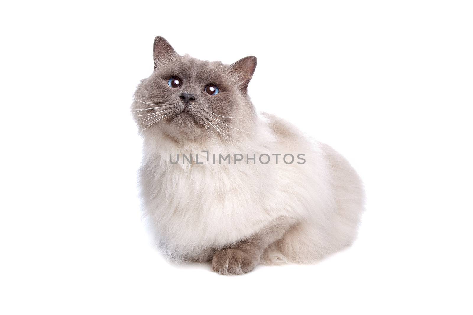 Burmese in front of a white background