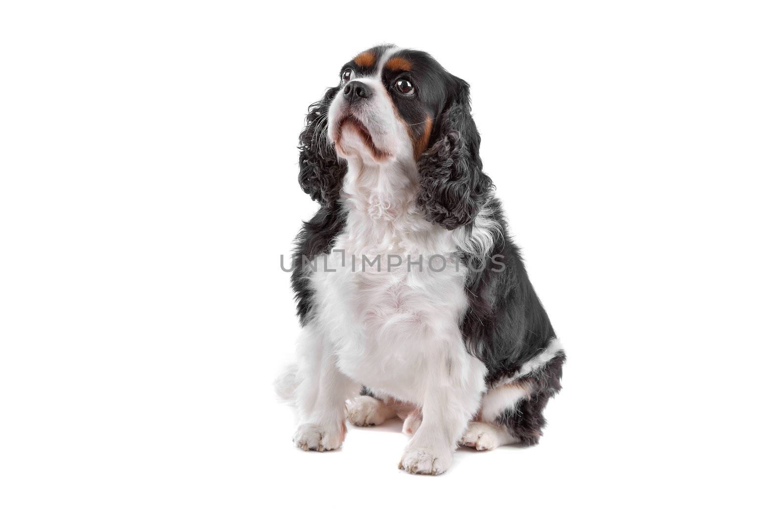 Cute Cavalier King Charles Spaniel dog sitting, on a white background