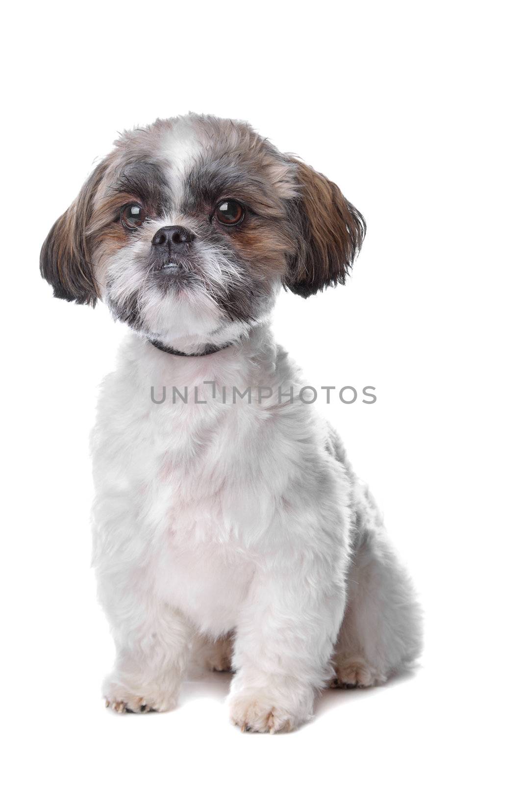 shih tzu dog in front of a white background