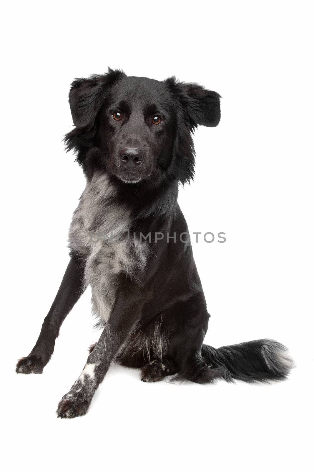 mix border collie by eriklam