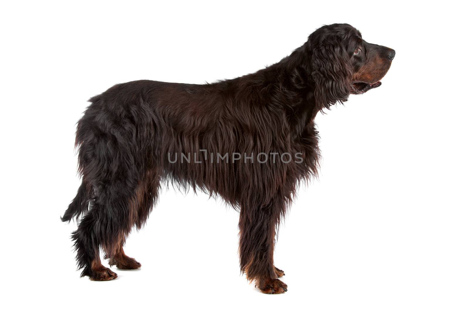 Irish Setter dog profile, on a white background