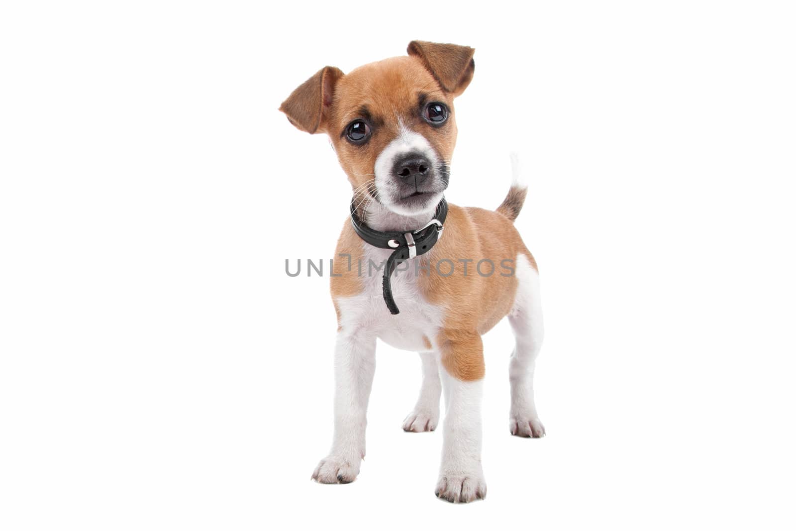 Jack Russel Terrier puppy standing, looking at camera, isolated on a white background
