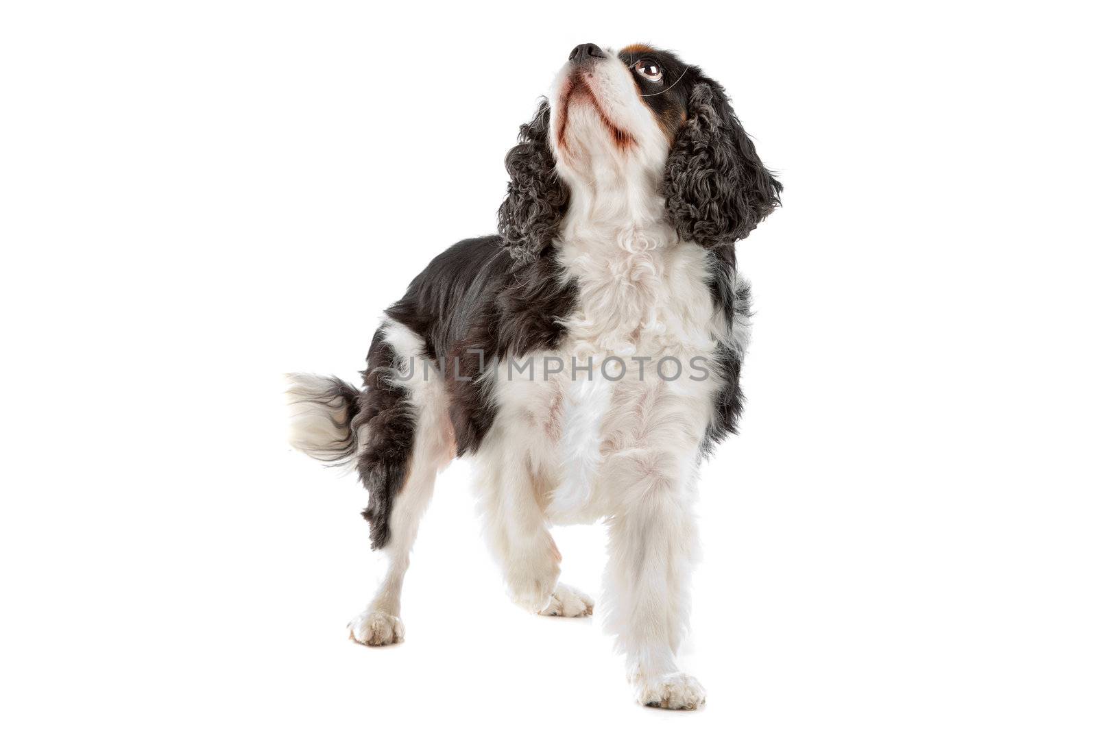 Cute Cavalier King Charles Spaniel dog on a white background