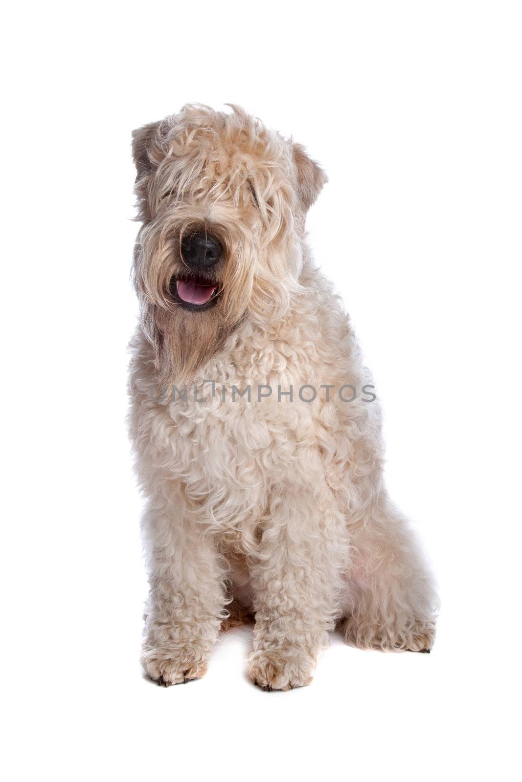 Soft Coated Wheaten Terrier dog sitting isolated on a white background