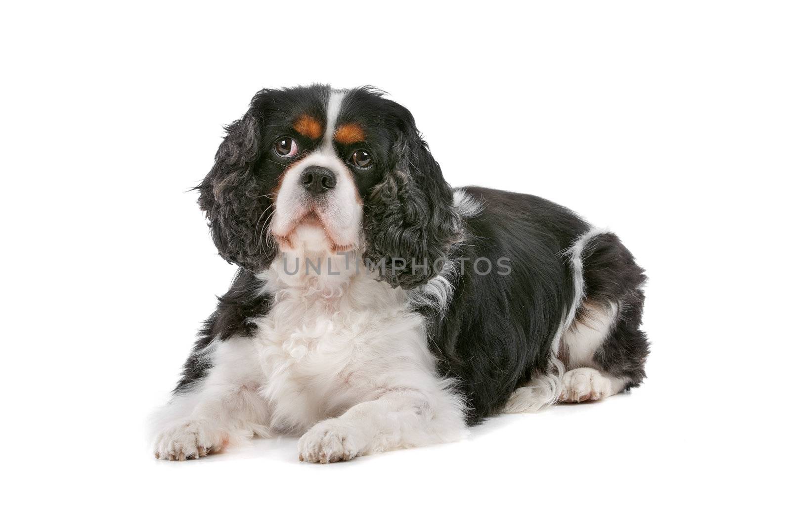 Cute Cavalier King Charles Spaniel dog looking at camera, on a white background