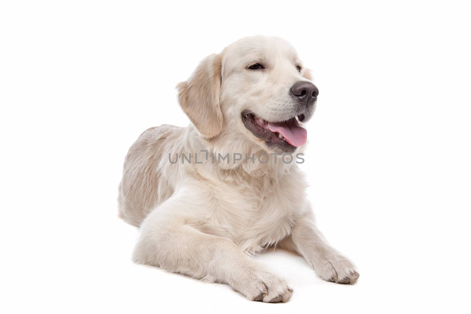 Golden retriever dog in front of a white background