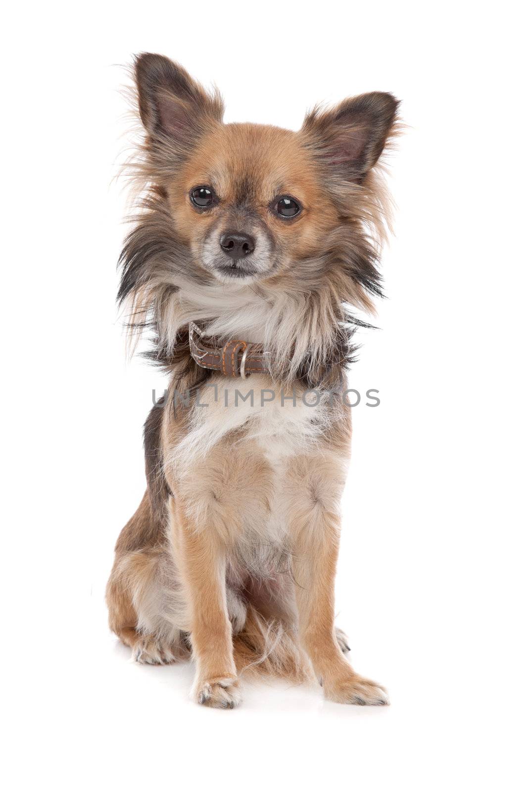 Long haired chihuahua dog in front of a white background
