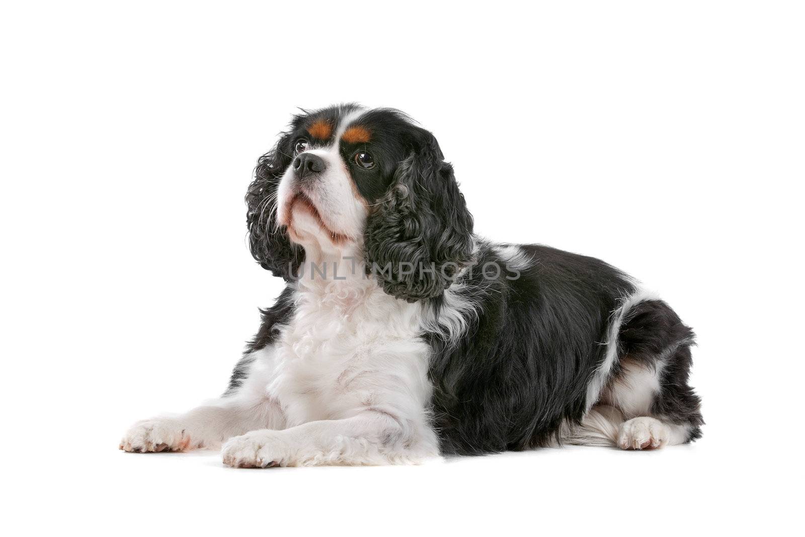 Cute Cavalier King Charles Spaniel dog lying, on a white background