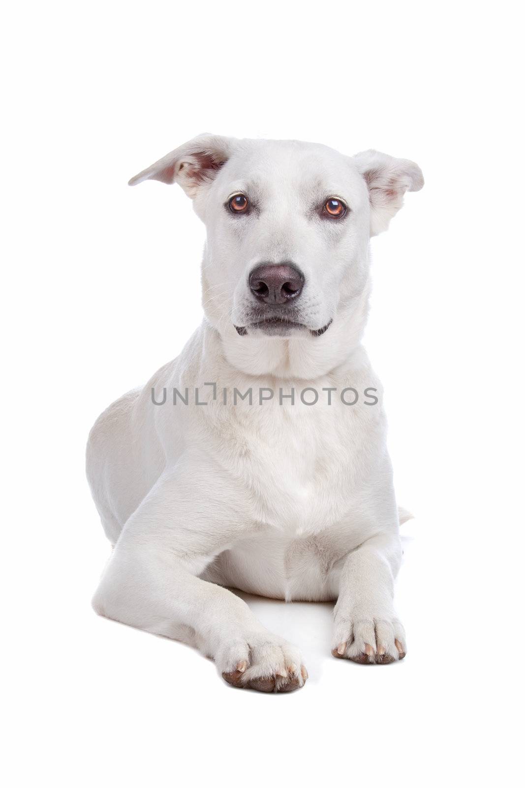 Mixed breeds white shepherd and labrador dog isolated on a white background