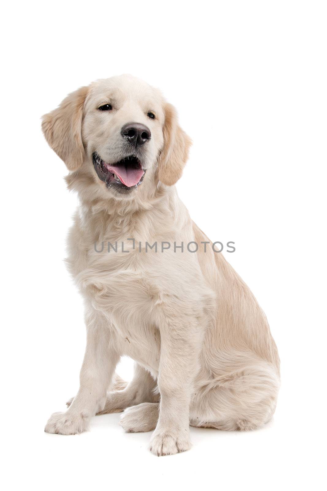Golden retriever dog in front of a white background