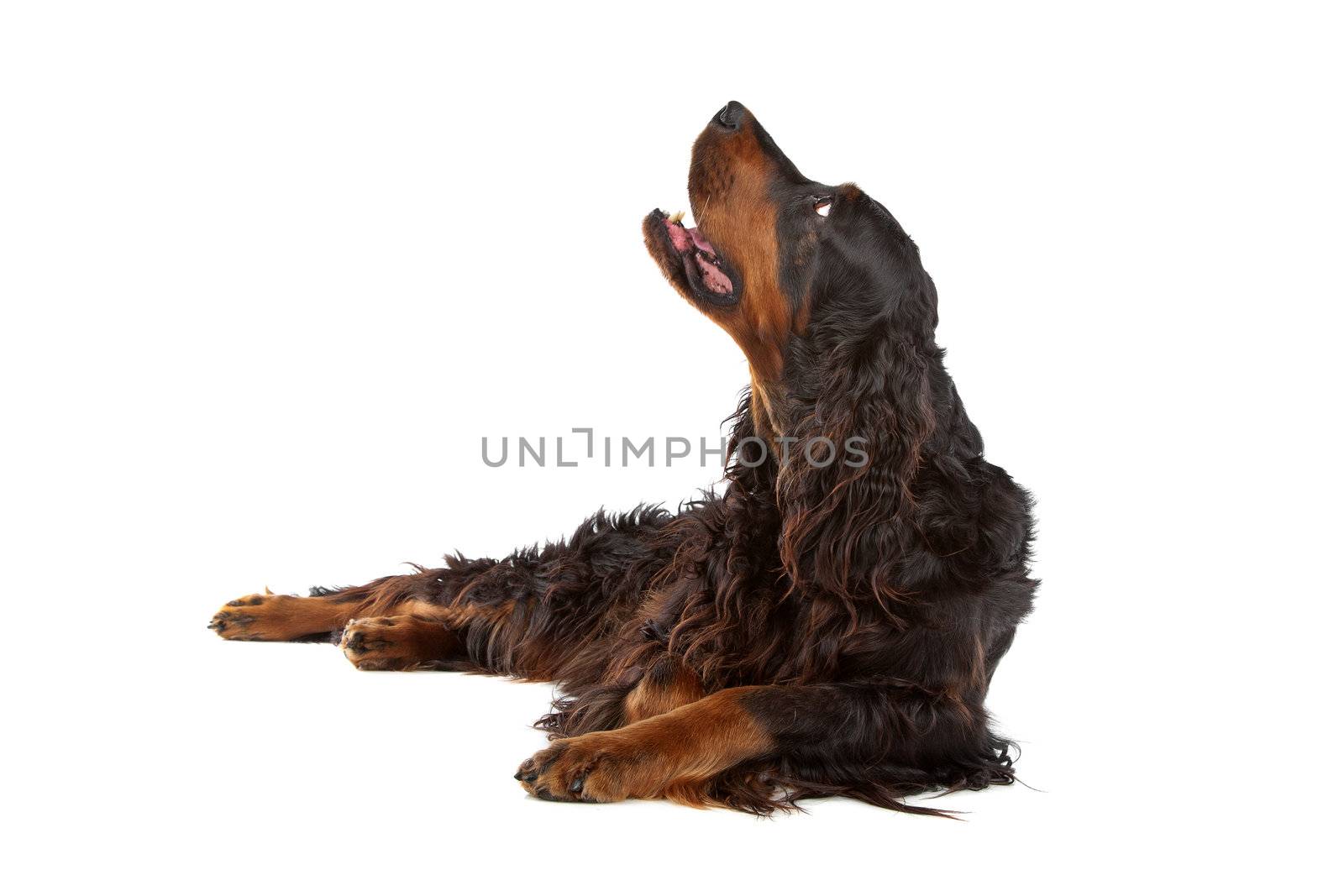 Irish Setter dog lying and looking up, on a white background